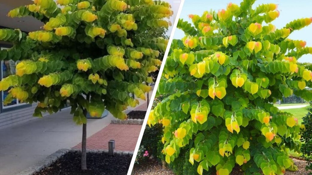 העץ המטושטש רייזינג רדבאד