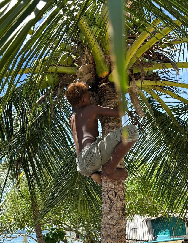 ילד סולומוני מוריד קוקוס עבור הישראליות