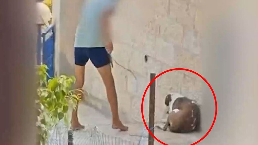 התעללות בכלב התעללות בכלב