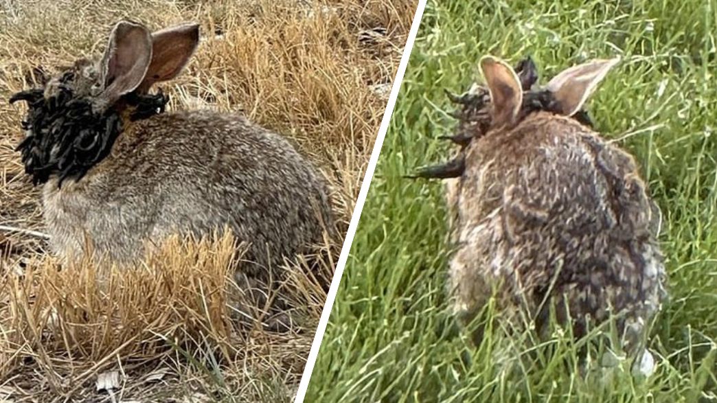 פורט קולינס