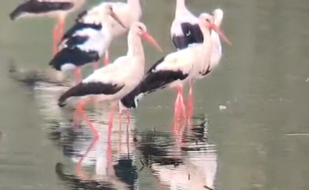 חסידות