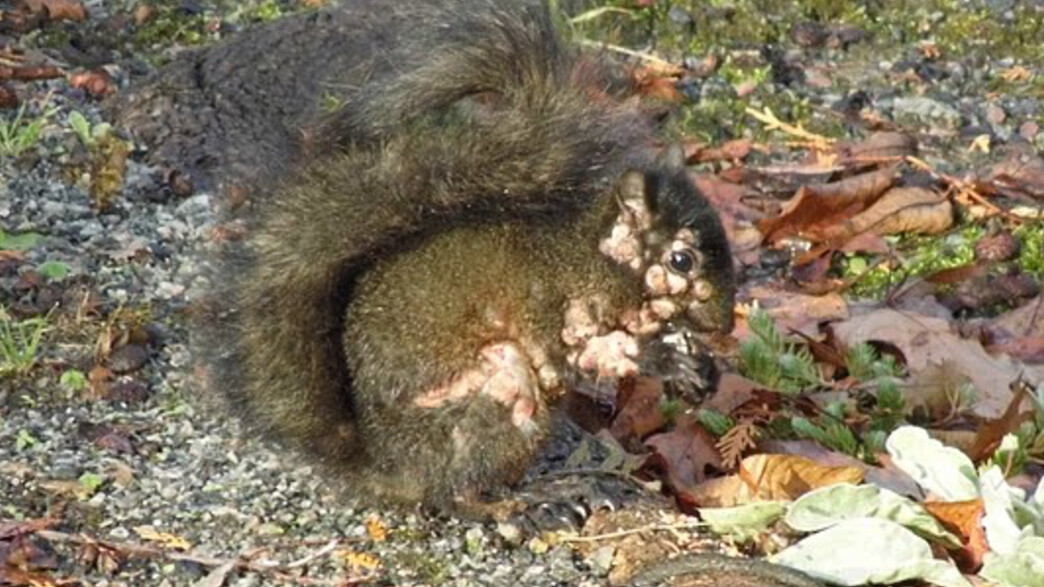 סנאים זומבים