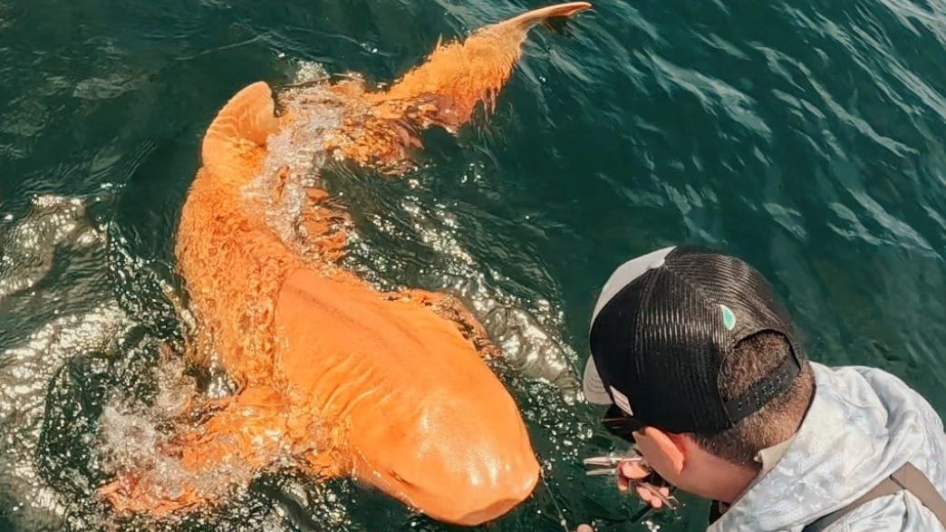 מפרקתן הבינים