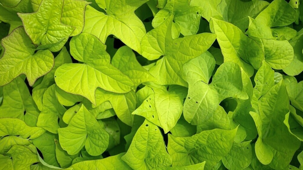 לפופית בטטה  