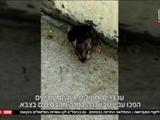 20basis_vtr2_n20250821_v1 (צילום: חדשות)