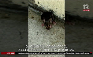 20basis_vtr2_n20250821_v1 (צילום: חדשות)