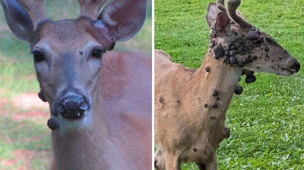יבלות צבאים