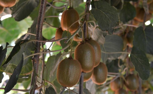 קיווי מסוג "היווארד" (צילום: מועצת הצמחים)