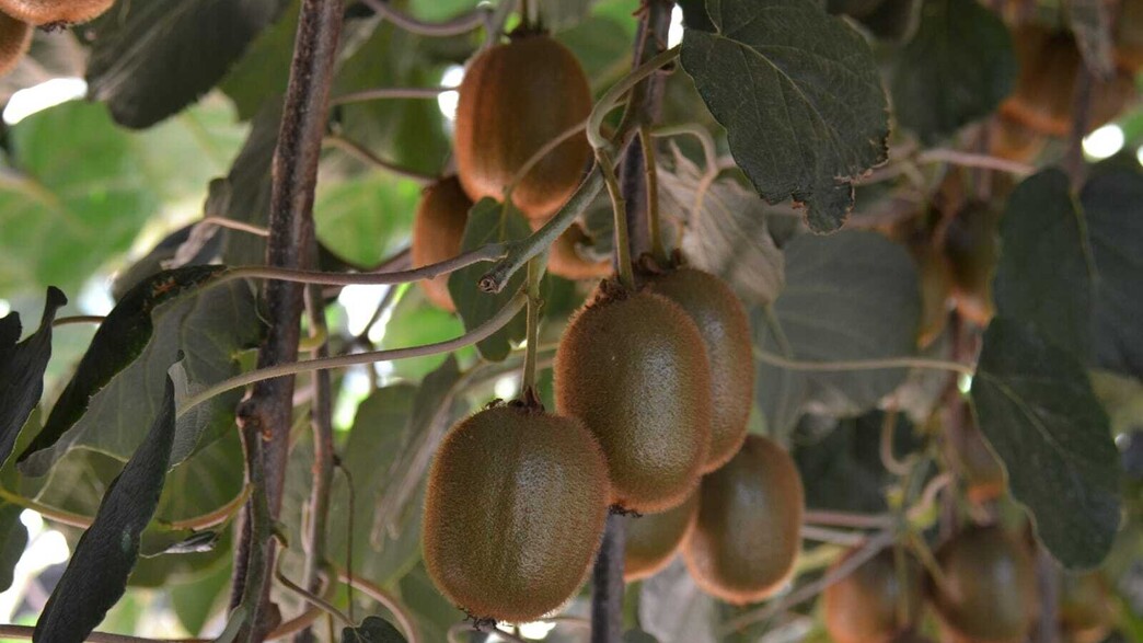 קיווי מסוג "היווארד"