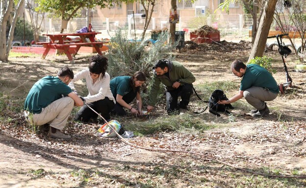 נטיעות נטיעות