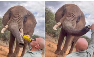 תייר שפך בירה על פיל  (צילום: אינסטגרם)