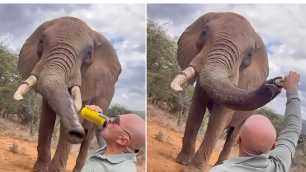 תייר שפך בירה על פיל תייר שפך בירה על פיל