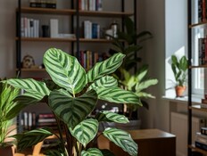 קלתאה בסלון (צילום: shutterstock_ShutterstockAI) קלתאה בסלון (צילום: shutterstock_ShutterstockAI)