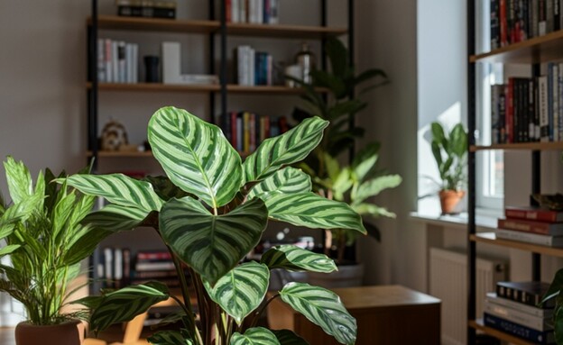 קלתאה בסלון (צילום: shutterstock_ShutterstockAI)