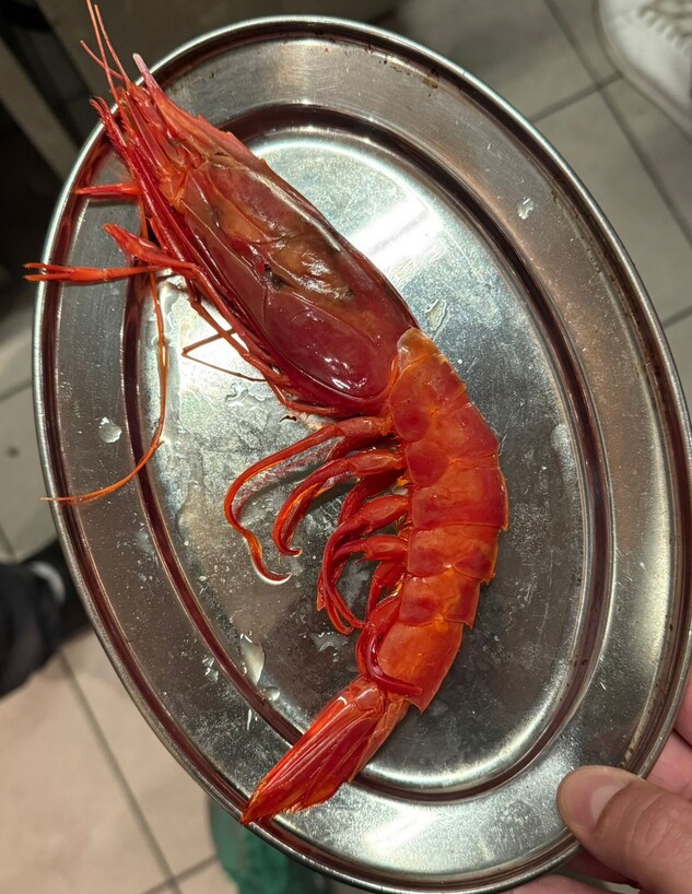 השרימפס הספרדי המיוחד. בר ורמיני השרימפס הספרדי המיוחד. בר ורמיני