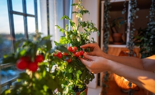לגדל עגבניות (צילום: shutterstock_Dima Berlin)