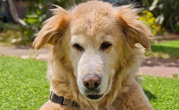 ניסיונות עם ננו בננה ניסיונות עם ננו בננה