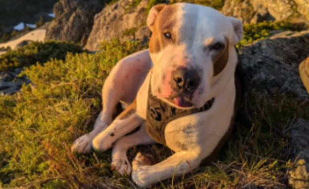 נפצע ברגלו וניצל בנס. הכלב ציון