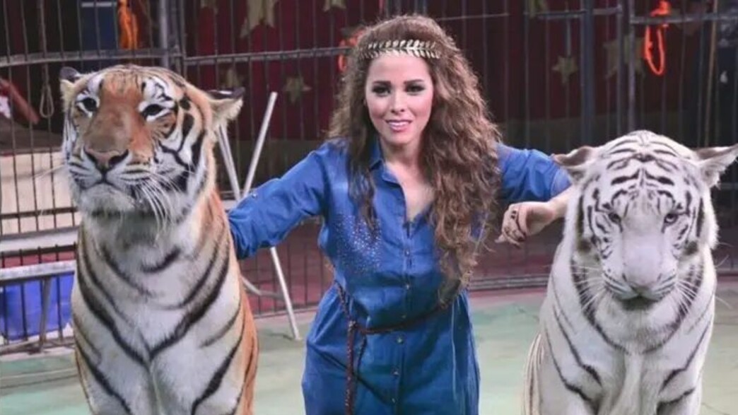 טיגריס ממצרים נגנב מהכלוב לפני הקרקס