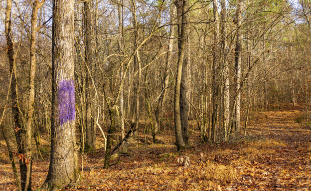 עץ ביער צבוע בסגול (צילום: shutterstock_Wileydoc)