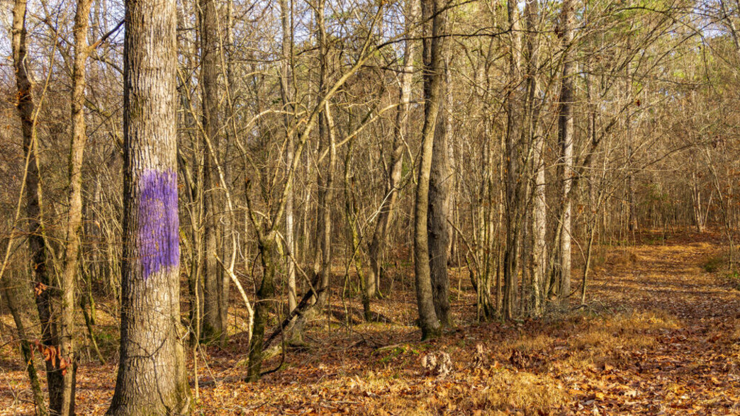 עץ ביער צבוע בסגול