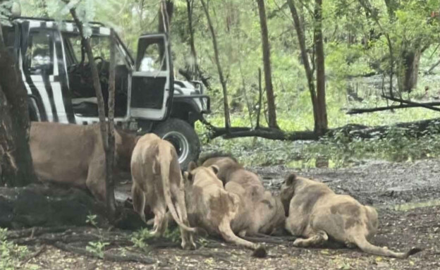 האריות תוקפים את שומר גן החיות