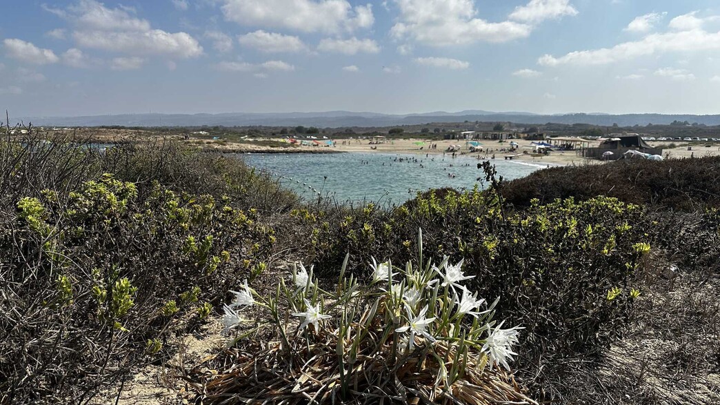 חבצלות חוף דור הבונים ים חבצלות חוף דור הבונים ים