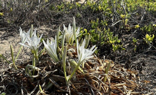 החבצלות חוף דור הבונים ים החבצלות חוף דור הבונים ים