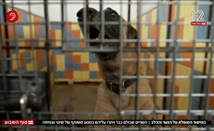 20dogs_vtr2_n20250913_v1 (צילום: חדשות)