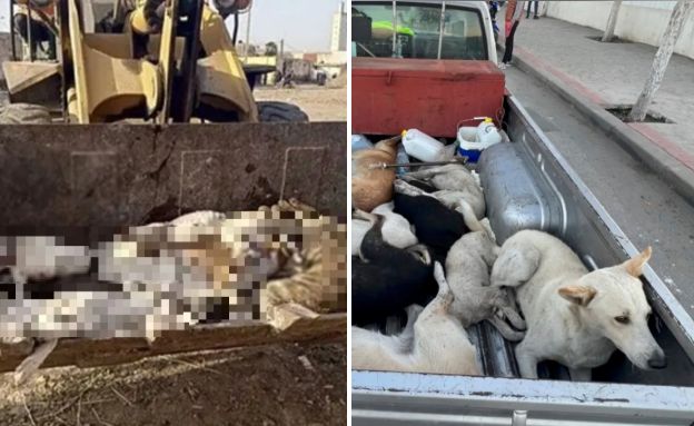 כלבים מרוקו (צילום: לפי סעיף 27א' לחוק זכויות יוצרים)