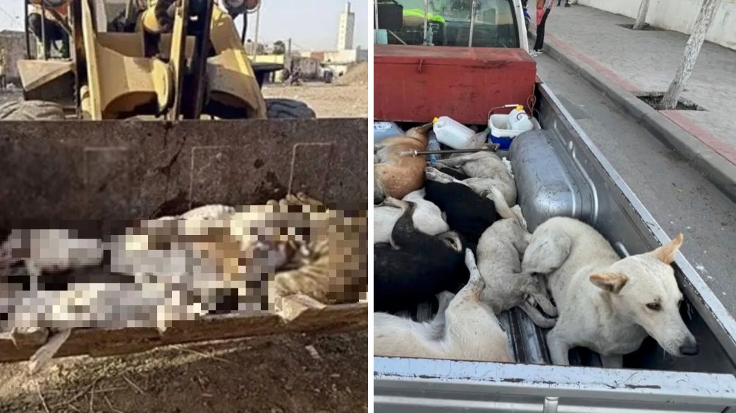 כלבים מרוקו כלבים מרוקו