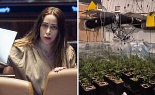 מעבדת ההידרו שהתגלתה בבית היועצת של השרה מאי גולן (צילום: יונתן זינדל / פלאש 90)