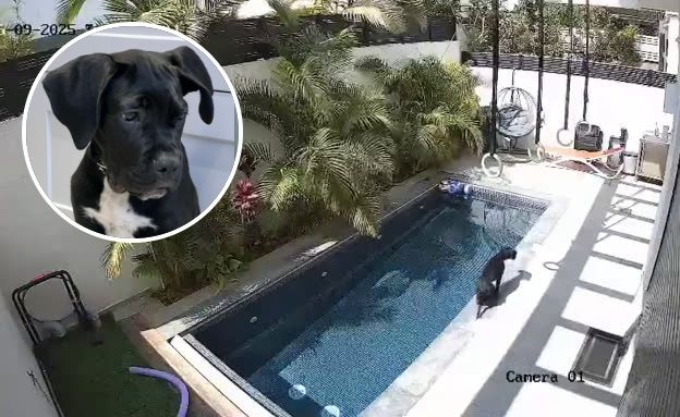 הצלת גור כלבים בבריכה פרטית (צילום: mako)