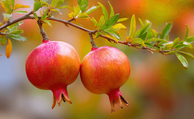 רימון לראש השנה