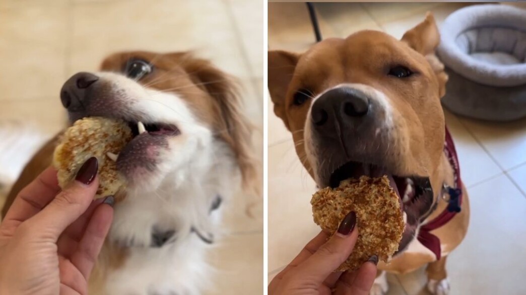 כלבים אוכלים פנקייק כלבים אוכלים פנקייק