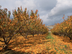 מגמת ההתחממות נמשכת, בשבוע הבא - מהפך