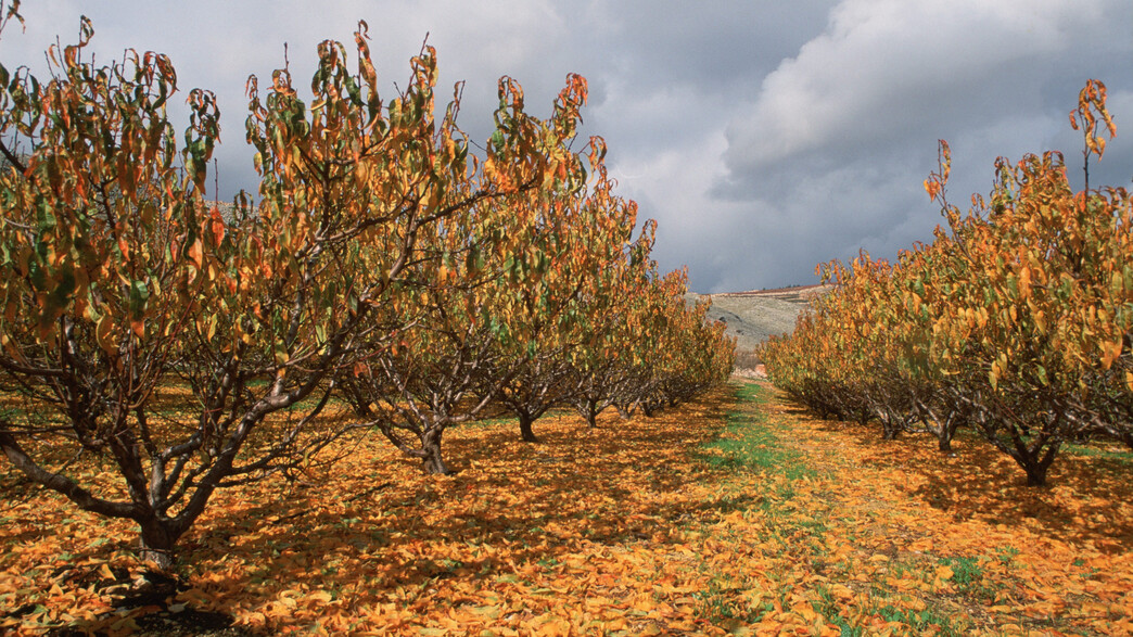 מגמת ההתחממות נמשכת, בשבוע הבא – מהפך | התחזית המלאה