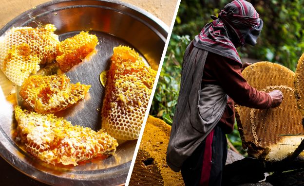 דבש משוגע (צילום: Aaditya Chand | Jasper Neupane, Shutterstock)