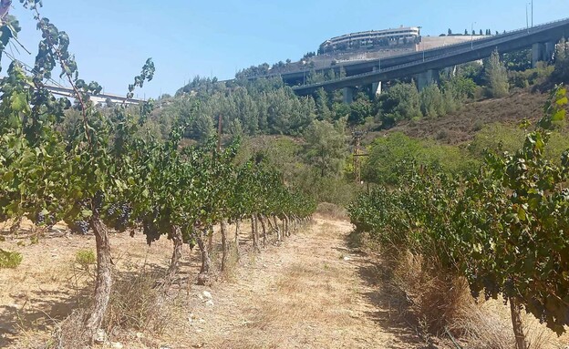 עמק הארזים עמק הארזים