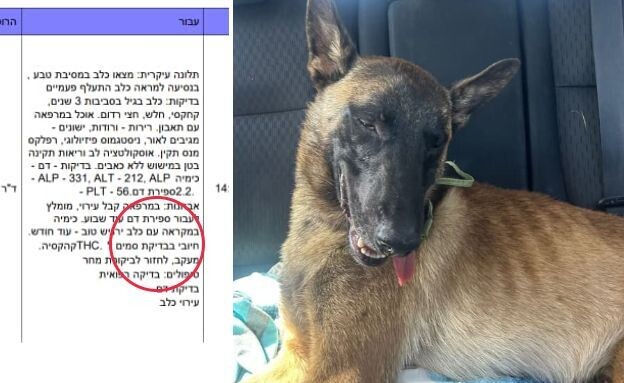 הכלב שאותר מסומם אחרי מסיבת טבע (צילום: ללא)