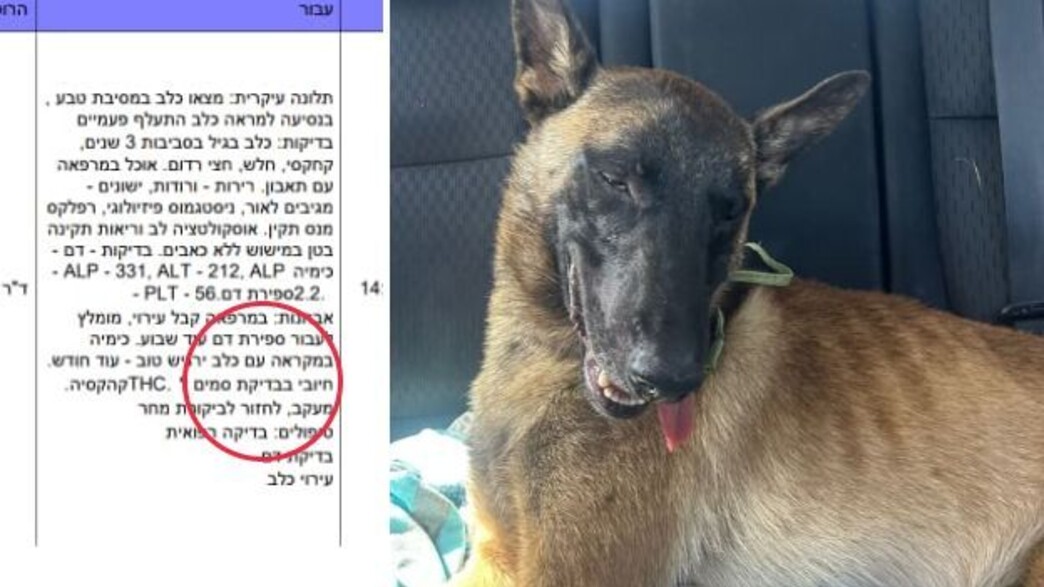 הכלב שאותר מסומם אחרי מסיבת טבע הכלב שאותר מסומם אחרי מסיבת טבע