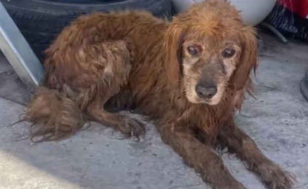 מזעזע: תושב בית שאן שרף כלב