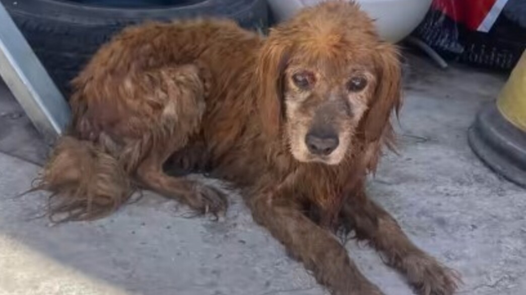 מזעזע: תושב בית שאן שרף כלב