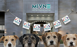 כלבים לאימוץ - מבנה