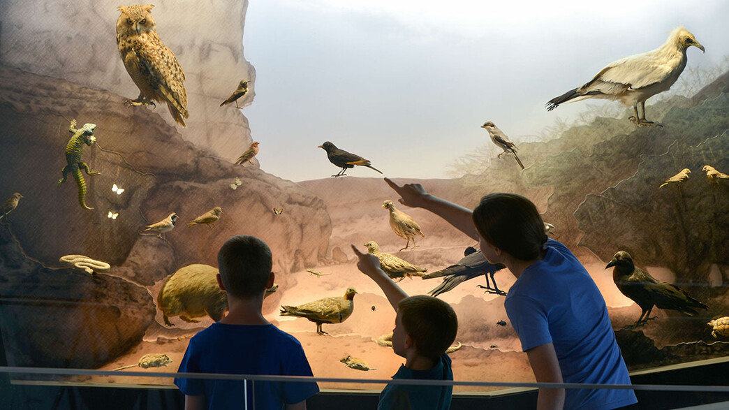 חיתוכים אוקטובר 2025 מוזיאון הטבע עש שטיינהרדט חיתוכים אוקטובר 2025 מוזיאון הטבע עש שטיינהרדט