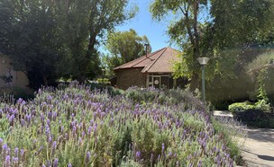 בחוץ מלא לבנדר פרא. סלון בזלת (צילום: לין לוי, mako אוכל)