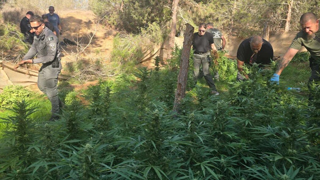 שדה הקנאביס שאותר בדרום הארץ שדה הקנאביס שאותר בדרום הארץ