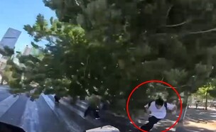 קריסת עץ בתל אביב