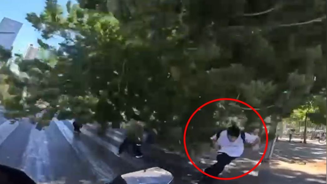 קריסת עץ בתל אביב