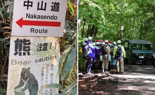 תקיפת דוב ביפן (צילום: JIJI PRESS/AFP via Getty Images, David Madison/Getty Images)